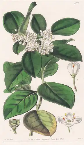 Ilex Platyphylla. Broad-Leaved Canarian Holly. Tab. 4079 - Canary Island Kanarische Inseln / Pflanze Planzen p