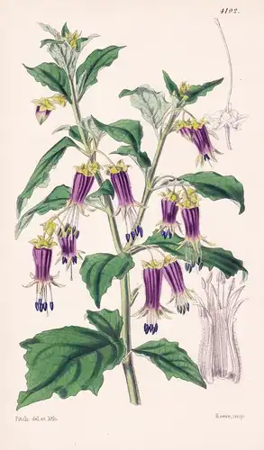 Hebecladus Biflorus. Twin-flowered Hebecladus. Tab. 4192 - Peru / Pflanze Planzen plant plants / flower flower
