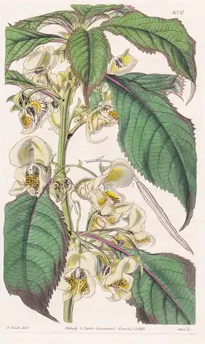Impatiens Tricornis. Three-Horned Balsam; or Touch-me-not. Tab. 4051 - India Indien / Pflanze Planzen plant pl