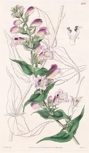 Pentstemon Campanulatus. Bell-Flowered Pentstemon. Tab. 3884 - Mexico Mexiko / Pflanze Planzen plant plants /