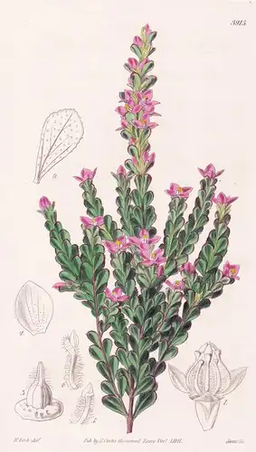 Boronia Crenulata. Crenulated Boronia. Tab. 3915 - Pflanze Planzen plant plants / flower flowers Blume Blumen
