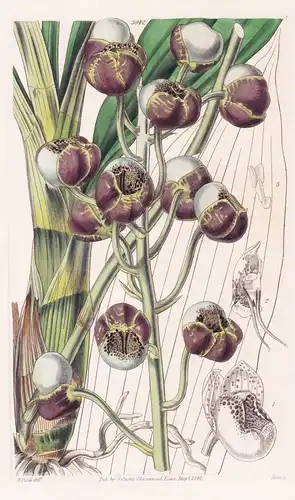 Catasetum Globiflorum. Gobe-Flowered Catasetum. Tab. 3942 - Brasil Brazil Brasilien / Orchidee orchid / Pflanz