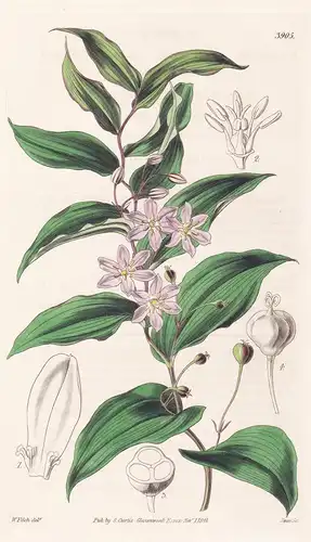 Kreysigia Multiflora. Many-Flowered Kreysigia. Tab. 3905 - Australia Australien / Pflanze Planzen plant plants