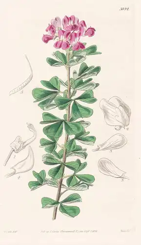 Hypocalytus Obcordatus. Obcordate Hypocalyptus. Tab. 3894 - South Africa Südafrika / Pflanze Planzen plant pla