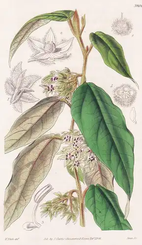 Lasiopetalum Macrophyllum. Large-Leaved Lasiopetalum. Tab. 3908 - Australia Australien / Pflanze Planzen plant