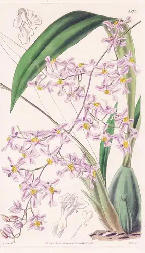 Oncidium Ornithorhynchum. Bird's-Beak Oncidium. Tab. 3912 - Mexico Guatemala / Orchidee orchid / Pflanze Planz