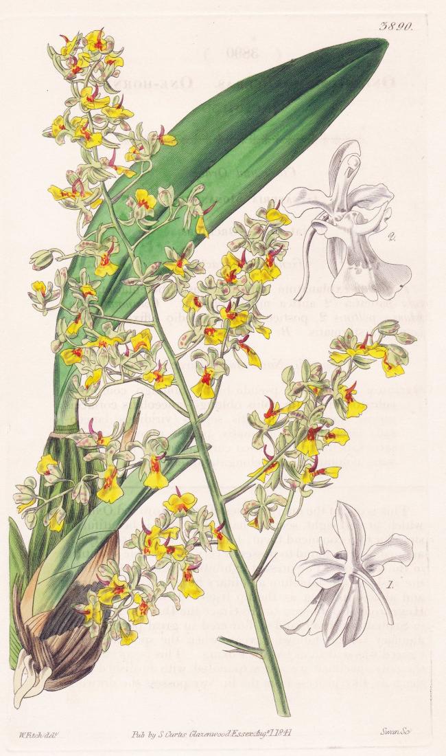 Oncidium Monoceras. OneHorned Oncidium. Tab. 3890 Brasil Brazil