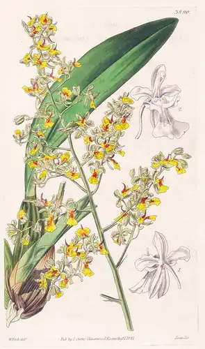 Oncidium Monoceras. One-Horned Oncidium. Tab. 3890 - Brasil Brazil Brasilien / Orchidee orchid / Pflanze Planz