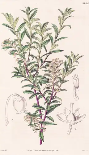 Pernettia Angustifolia. Narrow-Leaved Pernettia. Tab. 3889 - Chile / Pflanze Planzen plant plants / flower flo