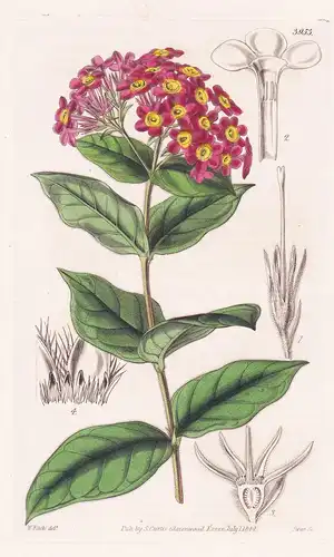 Rondeletia Odorata. Sweet-Scented Rondoletia. Tab. 3953 - Cuba Mexico Kuba Mexiko / Pflanze Planzen plant plan