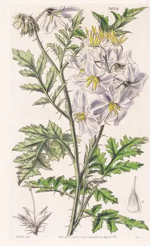 Solanum Balbisii; var. bipinnata. Balbis' Nightshade; bipinnate-leaved var. Tab. 3954 - Argentina Argentinien