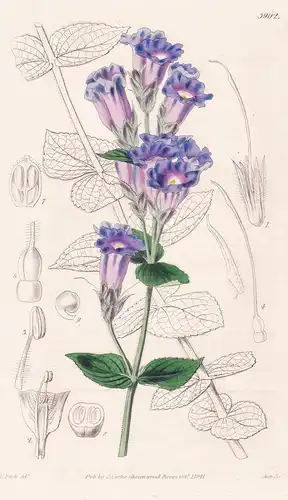 Strobilanthes Sessilis. Sessilis-Flowered Strobilanthes. Tab. 3902 - India Indien / Pflanze Planzen plant plan