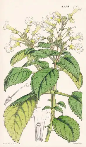 Diastema Ochroleuca. Pale yellow Diastema. Tab. 4254 - Colombia Kolumbien / Pflanze Planzen plant plants / flo