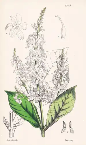 Eranthemum Albiflorum. White-flowered Eranthemum. Tab. 4225 - Brasil Brazil Brasilien / Pflanze Planzen plant