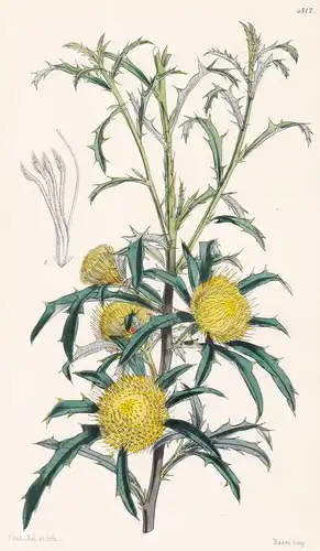 Dryandra Carduacea; var. Angustifolia. Thistle-like Dryandra; narrow-leaved variety. Tab. 4317 - Australia Aus