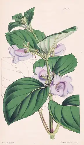 Gloxinia Pallidiflora. Pale-flowered Gloxinia. Tab. 4213 - Pflanze Planzen plant plants / flower flowers Blume