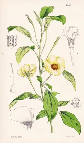Fugosia Heterophylla. Various-leaved Fugosia. Tab. 4218 - South America Südamerika / Pflanze Planzen plant pla
