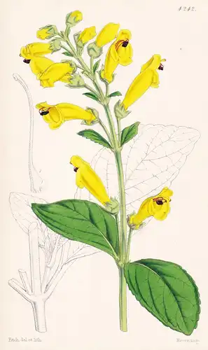 Gesneria Elliptica; var. lutea. Elliptic-leaved Gesneria; yellow variety. Tab. 4242 - New Grenada / Pflanze Pl