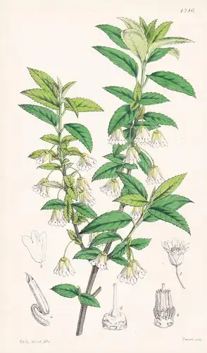 Friesia Peduncularis. Jointed-pedicelled Friesia. Tab. 4246 - Australia Australien / Pflanze Planzen plant pla
