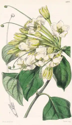 Gardenia Longistyla. Long-styled Gardenia. Tab. 4322 - West Africa / Pflanze Planzen plant plants / flower flo