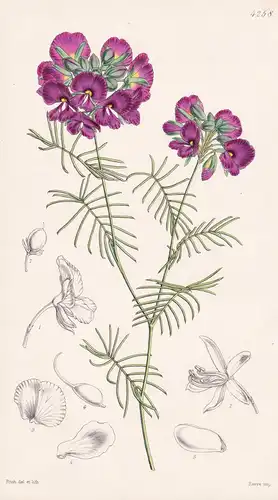 Gompholobium Venustum. Graceful Gompholobium. Tab. 4258 - Australia Australien / Pflanze Planzen plant plants