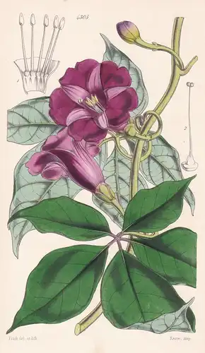 Ipomaea Pulchella. Handsome Ipomaea. Tab. 4305 - Sri Lanka / Pflanze Planzen plant plants / flower flowers Blu