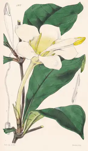 Gardenia Malleifera. Clapper-bearing Gardenia. Tab. 4307 - Sierra Leone / Pflanze Planzen plant plants / flowe
