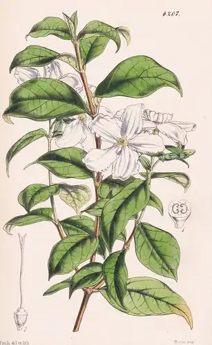Heinsia Jasminiflora. Jessamine-flowered Heinsia. Tab. 4207 - West Africa Westafrika / Pflanze Planzen plant p