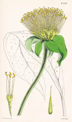 Leianthus Umbellatus. Umbellate Leianthus. Tab. 4243 - Jamaica Jamaika / Pflanze Planzen plant plants / flower