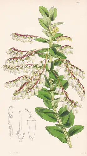 Leucothoe Pulchra. Elegant Leucothoe. Tab. 4314 - Venezuela / Pflanze Planzen plant plants / flower flowers Bl