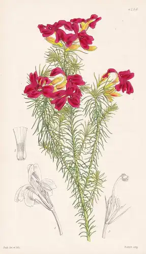 Leschenaultia Splendens. Splendid scarlet-flowered Leschenaultia. Tab. 4256 - Australia Australien / Pflanze P