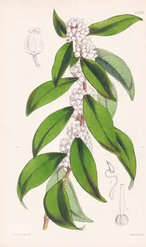 Lyonia Jamaicensis. Jamaica Lyonia. Tab. 4273 - Jamaica Jamaika / Pflanze Planzen plant plants / flower flower