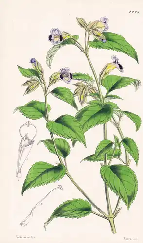 Torenia Edentula. Purple-blotched Torenia. Tab. 4229 - East- Indies / Pflanze Planzen plant plants / flower fl