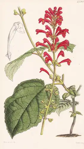 Scutellaria Cordifolia. Heart-leaved Skull-cap. Tab. 4290 - Pflanze Planzen plant plants / flower flowers Blum