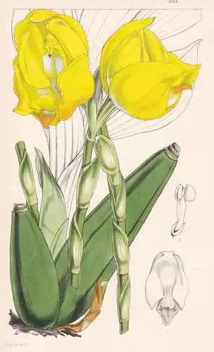 Anguloa Clowesii. Mr. Clowes' Angoloa. Tab. 4313 - Pflanze Planzen plant plants / flower flowers Blume Blumen