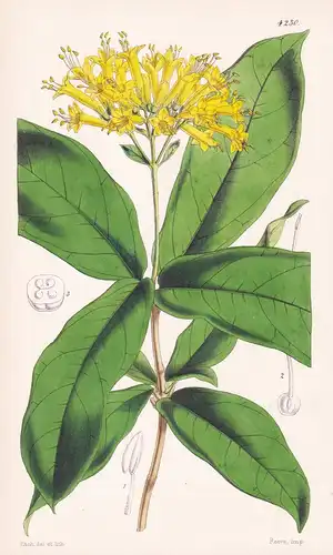 Aegiphila Grandiflora. Large yellow-flowered Aegiphila. Tab. 4230 - Pflanze Planzen plant plants / flower flow