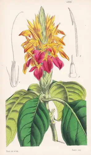 Aphelandra Aurantiaca. Orange Aphelandra. Tab. 4224 - Pflanze Planzen plant plants / flower flowers Blume Blum