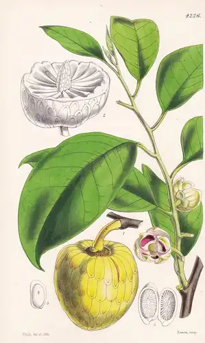 Anona Palustris. Water of Alligator-Apple Tree. Tab. 4226 - West- Indies / Pflanze Planzen plant plants / flow