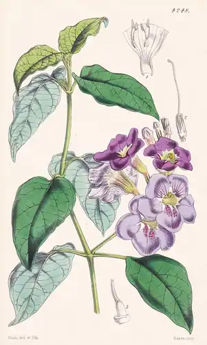 Asystasia Coromandeliana. Coromandel Asystasia. Tab. 4248 - India Indien / Pflanze Planzen plant plants / flow