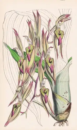 Catasetum Callosum; var. Grandiflorum. Tumour-lipped Catasetum; large-flowered var. Tab. 4219 - Colombia Kolum