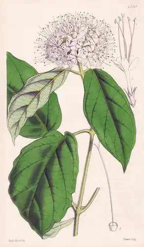 Clerodendron Sinuatum. Sinnuate-leaved Clerodendron. Tab. 4255 - Sierra Leone / Pflanze Planzen plant plants /
