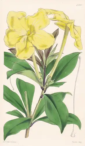 Brunfelsia Nitida; Jamaicensis. Shining-leaved Brunfelsia; Jamaica. Tab. 4287 - Jamaica Jamaika / Pflanze Plan
