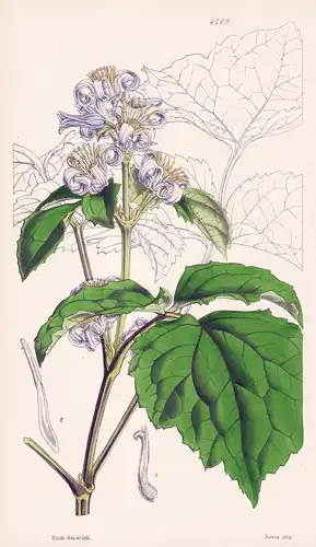 Clematis Tubulosa. Tubular-flowered Clematis or Virgin's Bower. Tab. 4269 - China / Pflanze Planzen plant plan