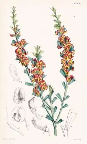 Daviesia Physodes. Hatchet-leaved Daviesia. Tab. 4244 - Australia Australien / Pflanze Planzen plant plants /