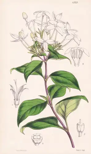 Bouvardia Longiflora. Long-flowered Bouvardia. Tab. 4223 - Guatemala / Pflanze Planzen plant plants / flower f