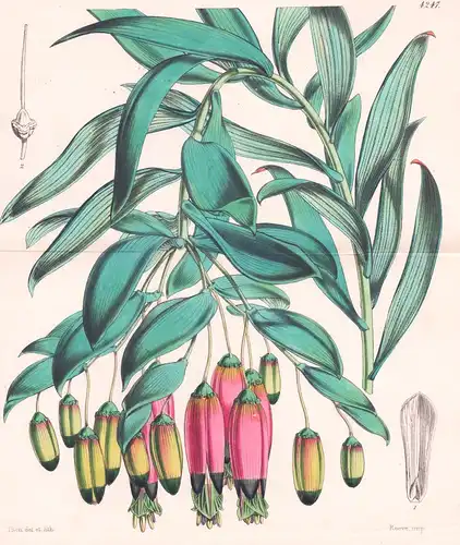 Collania Andinamarcana. Andinamarc Collania. Tab. 4247 - Peru / Pflanze Planzen plant plants / flower flowers
