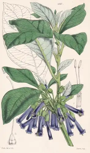 Chaenetes Lanceolata. Lanceolate-leaved Chaenestes. Tab. 4338 - Colombia Kolumbien / Pflanze Planzen plant pla