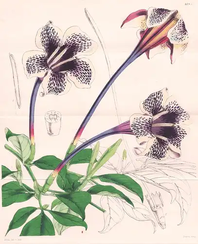 Gardenia Stanleyana. Lord Derby's Gardenia. Tab. 4185 - Sierra Leone / Pflanze Planzen plant plants / flower f