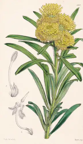 Isopogon Sphaerocephalus. Round-headed Isopogon. Tab. 4332 - Australia Australien / Pflanze Planzen plant plan