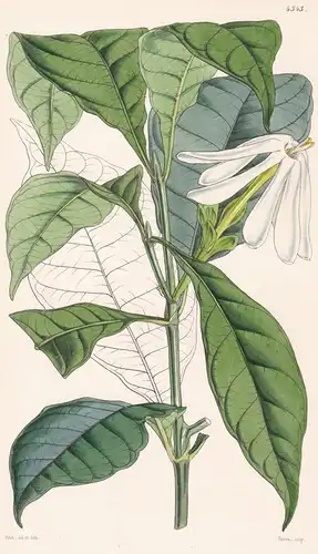 Gardenia Nitida. Glossy-leaved Gardenia. Tab. 4343 - Sierra Leone / Pflanze Planzen plant plants / flower flow